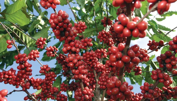 Productores de Café - Café de altura de la sierra hidalguense